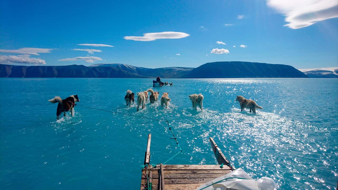 Dogs hauled a sled through meltwater last week on ice in northwest Greenland.