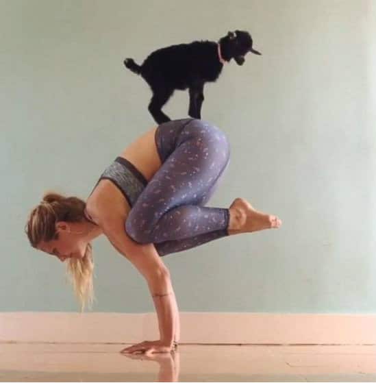Goat Yoga