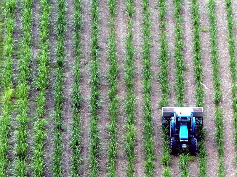 A sugarcane famer in the Bunndaberg region