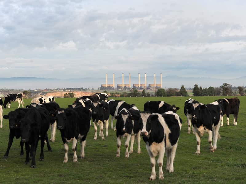 Dairy cattle in the La Trobe Valley