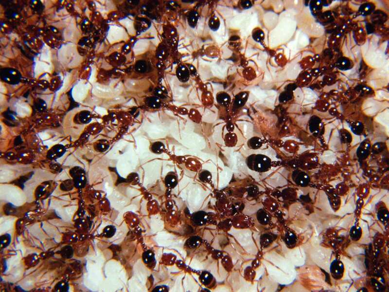 fire ants