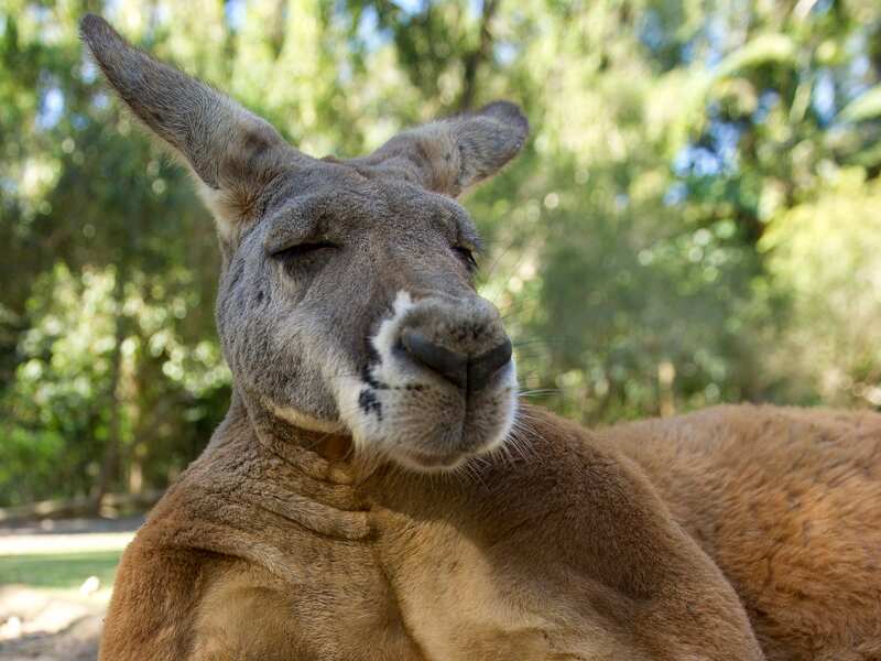 Red Kangaroo.