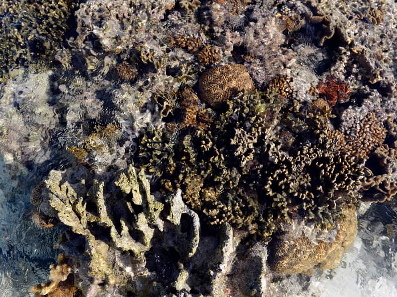 Corals at Lady Elliott Island in the Great Barrier Reef