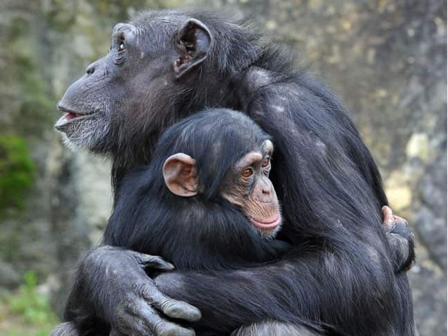 chimpanzee_b_111208_getty_354202829