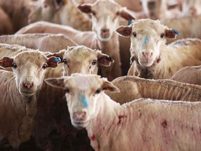 A group of freshly-shorn sheep