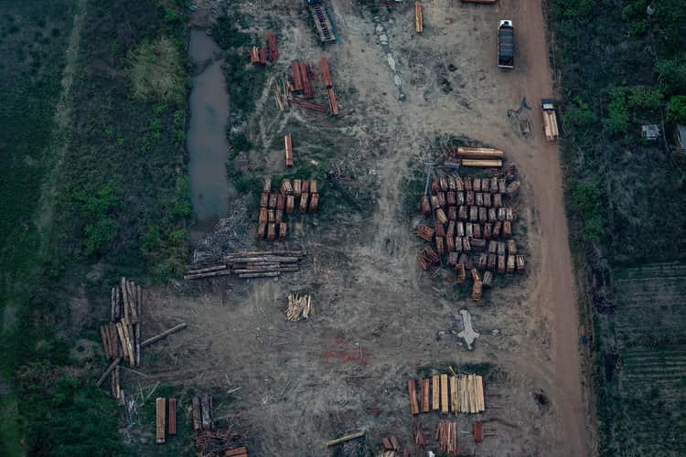 Amazon Deforestation Soars as Pandemic Hobbles Enforcement
