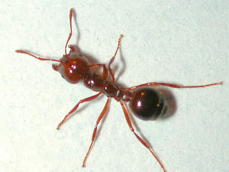 close up of the imported red fire ant
