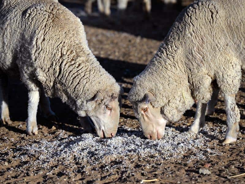 Marino sheep feed on bought cotton seeds