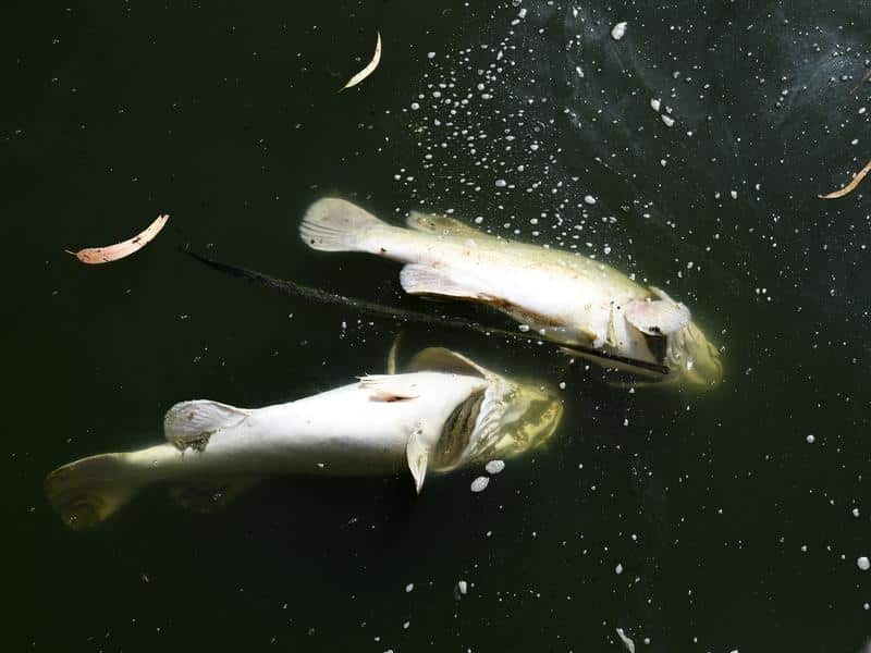 Scientists have found serious problems with the management of the Murray-Darling river system. 