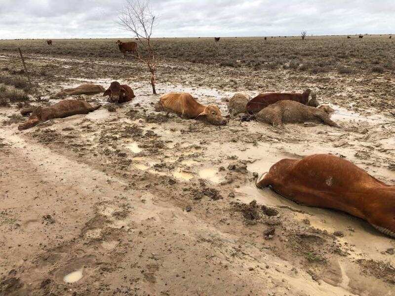 Trapped and dead livestock caused by flooding.