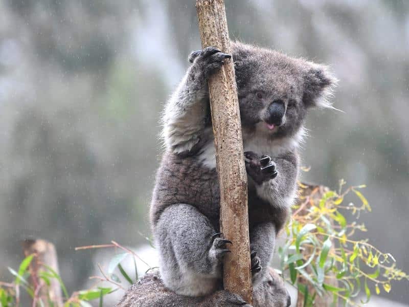 Koalas at the Cleland Wildlife Park in Adelaide