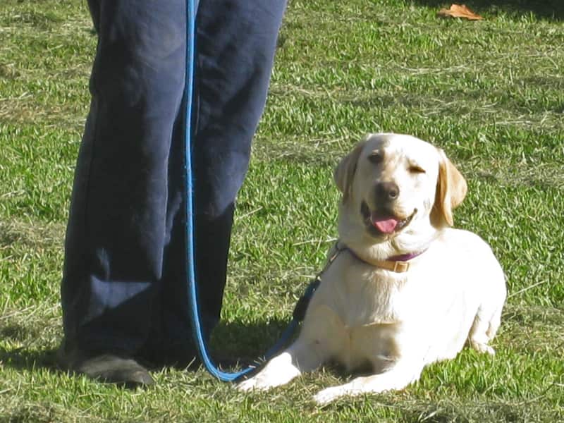 eight-month old Labrador