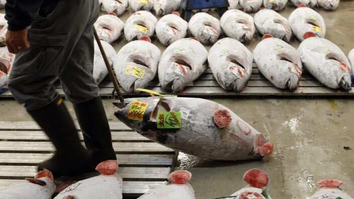 A wholesaler carries a frozen tuna between tuna laid out in rows at Tsukiji fish market, in Tokyo.