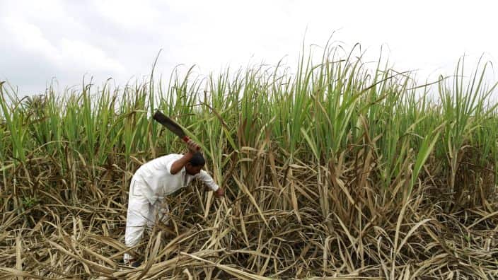 A farmer cuts crops in a field of sugar cane