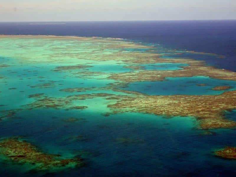 The amount of baby corals born on the Great Barrier Reef crashed in 2018.
