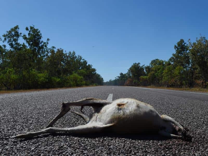 A dead kangaroo struck by a car.