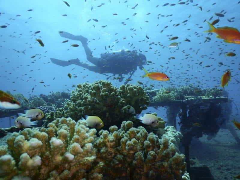 Marine heat waves threaten corals, fish