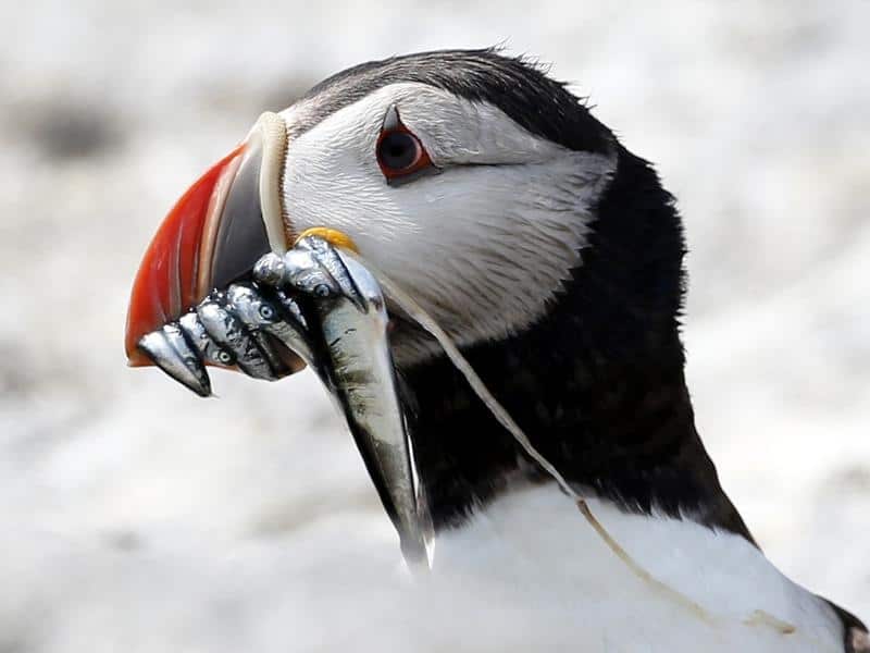 Puffins are among species facing population loss, a new report warns. 