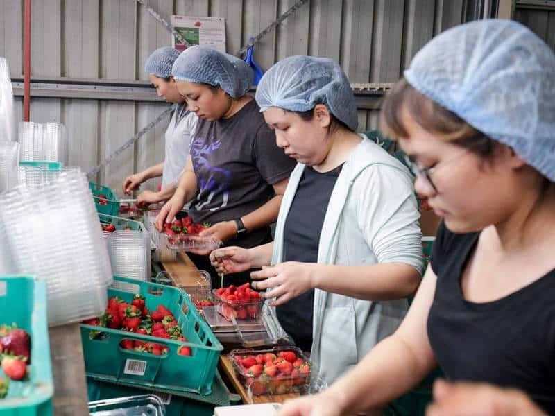 The Morrison government says the increase in working holiday makers will support regional economies. 