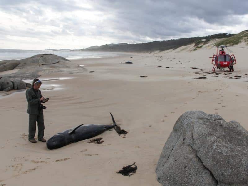 Twenty-seven pilot whales also died after a mass stranding on a remote beach on the Victorian coast.