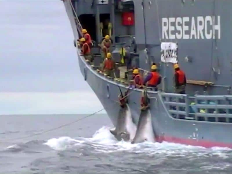 Japan's decision to resume commercial whaling in July prompted international condemnation.