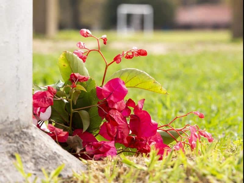 Flowers near a post on a field