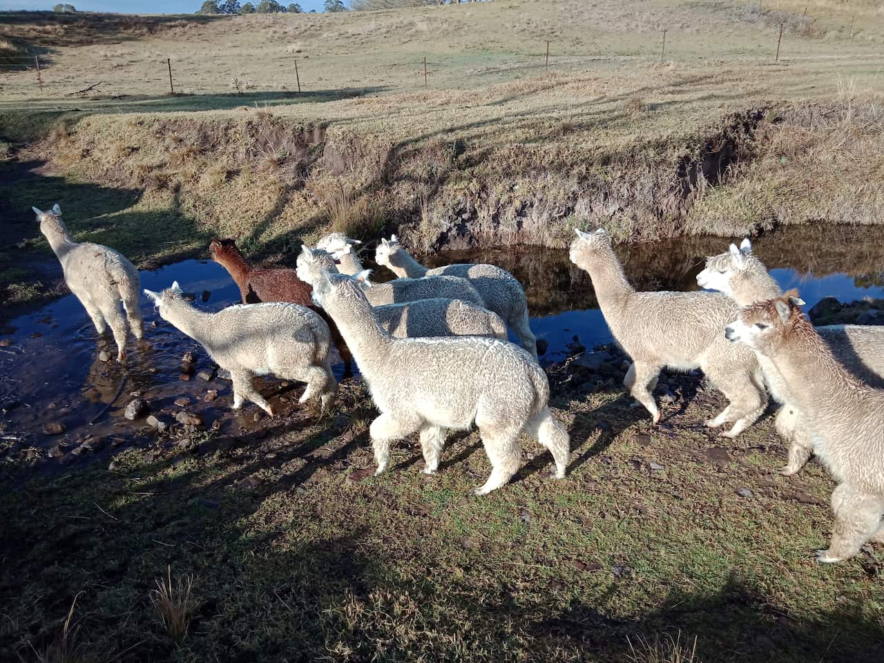 Alpaca farmers struggle under unprecedented drought