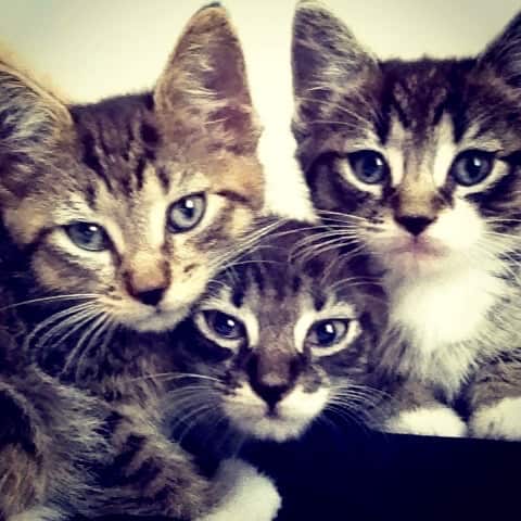 Doctors Rudely Warn Public Not to Snuggle Kittens