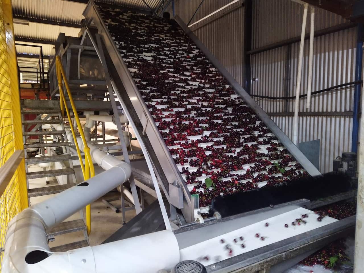 Cherry farmer Tom Eastlake said a lack of overseas and local workers, border closures and COVID-19 forced him to abandon stock.