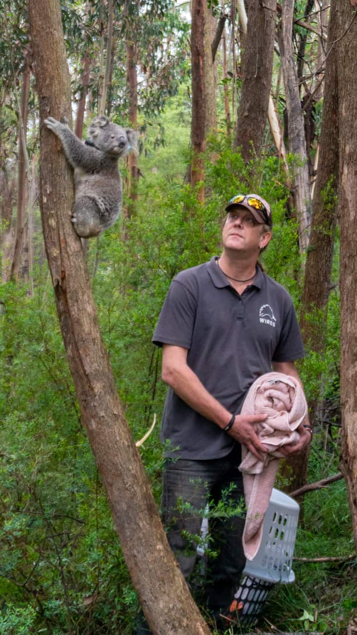WIRES volunteer Morgan Philpott was responsible for Kellie the koala's rehabilitation.