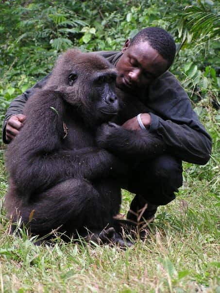 Bruno Djakou worked with orphaned gorillas in Cameroon.