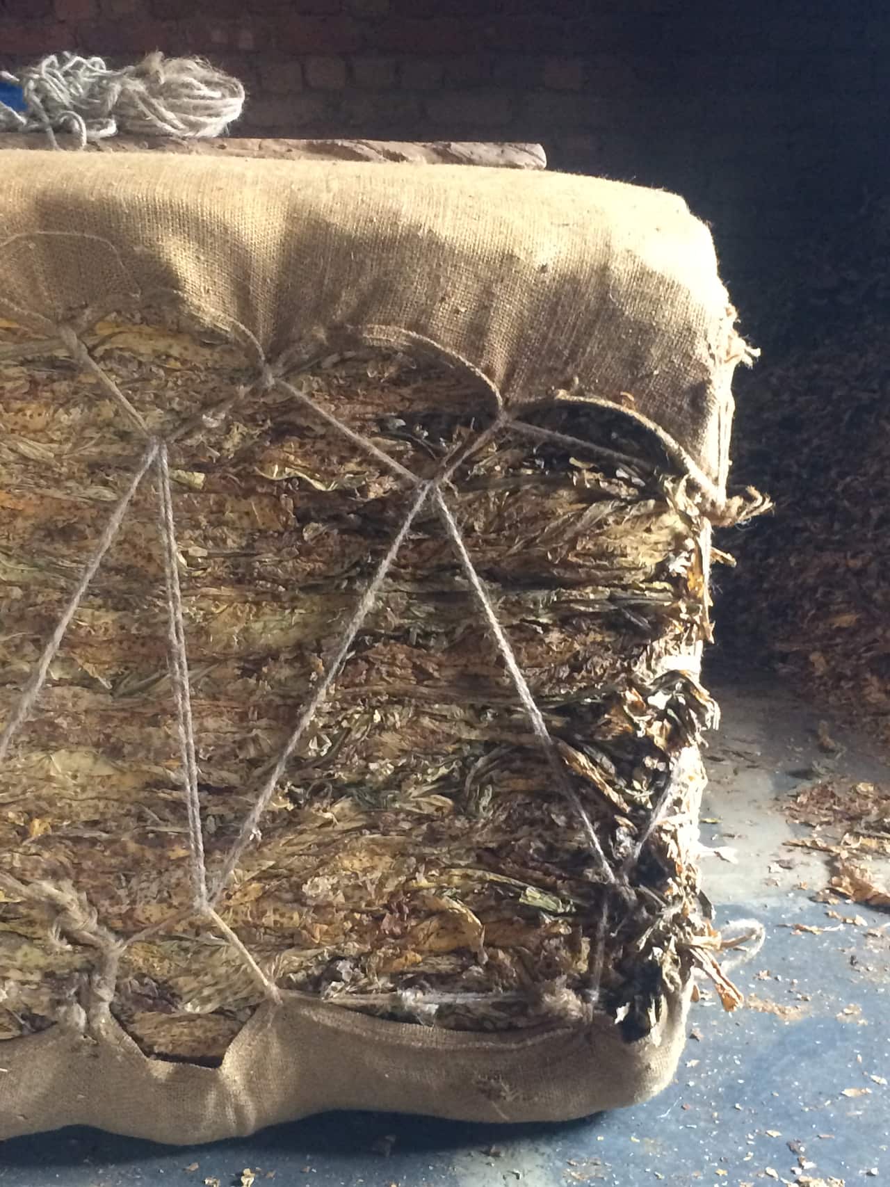 A bail from tobacco farmer Shivabasappa's crop. If the buyers judge his crop of Virginia flue-cured tobacco to be first-class he’ll earn 150 rupees per kilo.