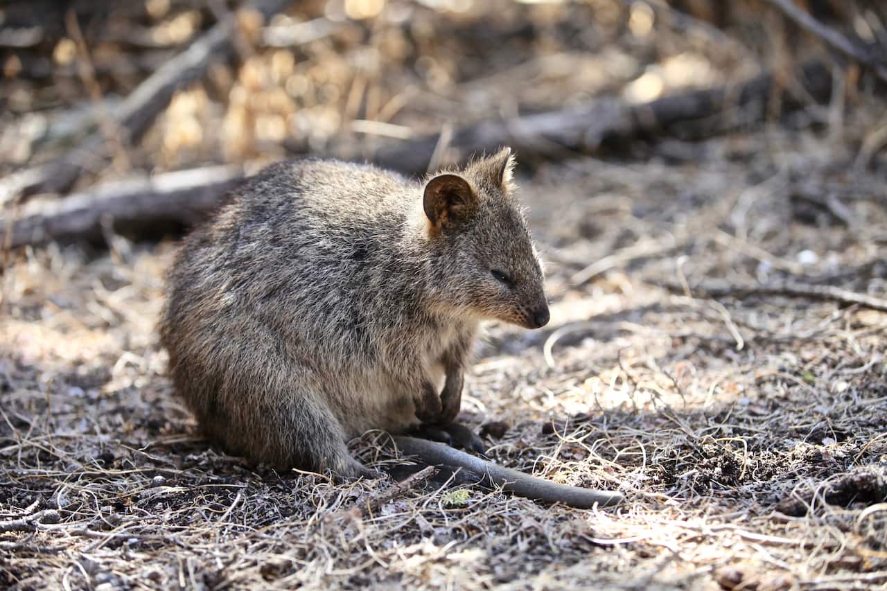 Quokkas rely on dead wood for habitat