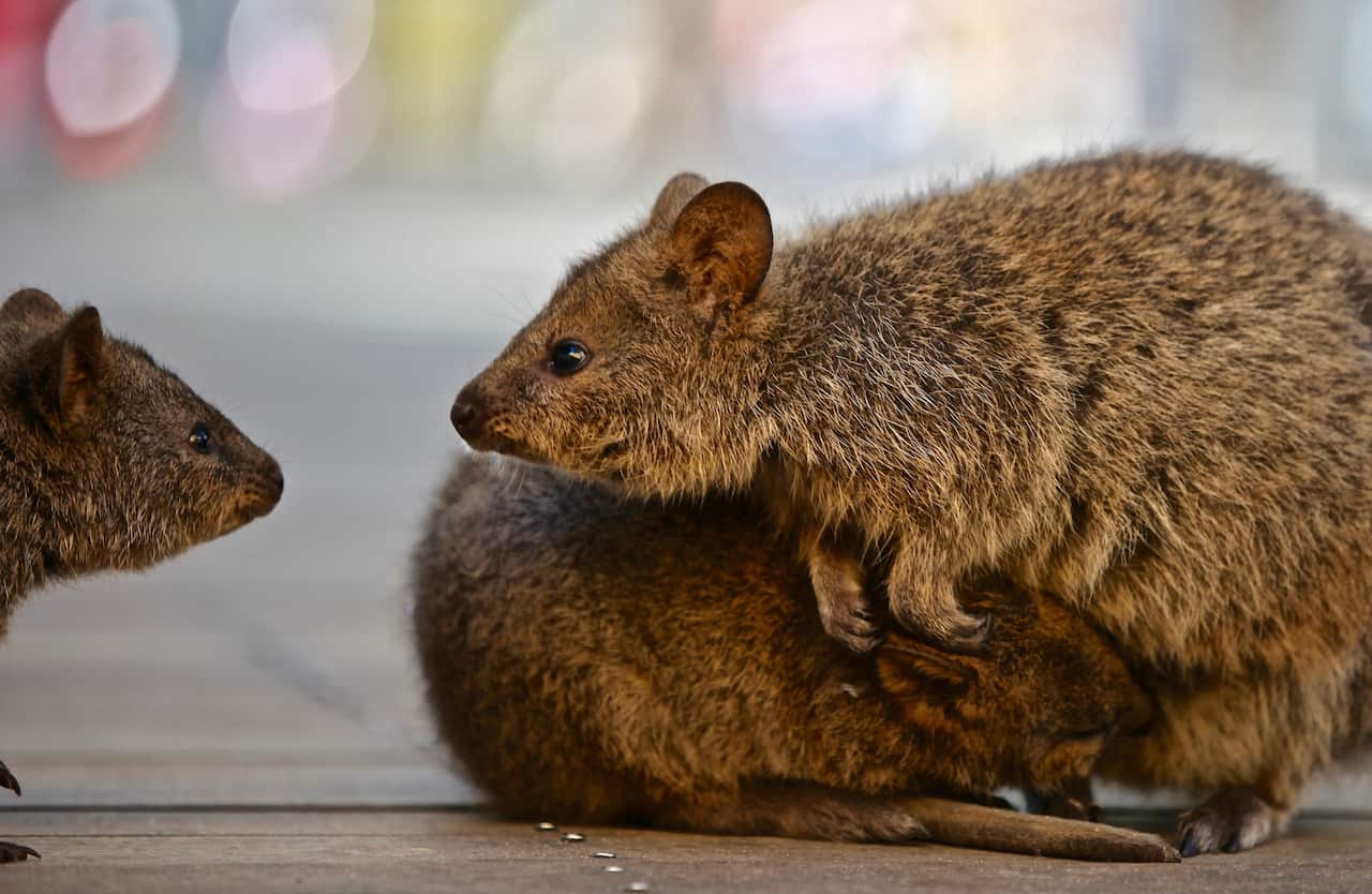 Quokkas are a major tourist drawcard on Rottnest Island