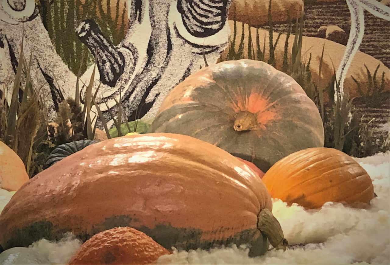 Jerry spends many months cultivating giant vegetables for the show.