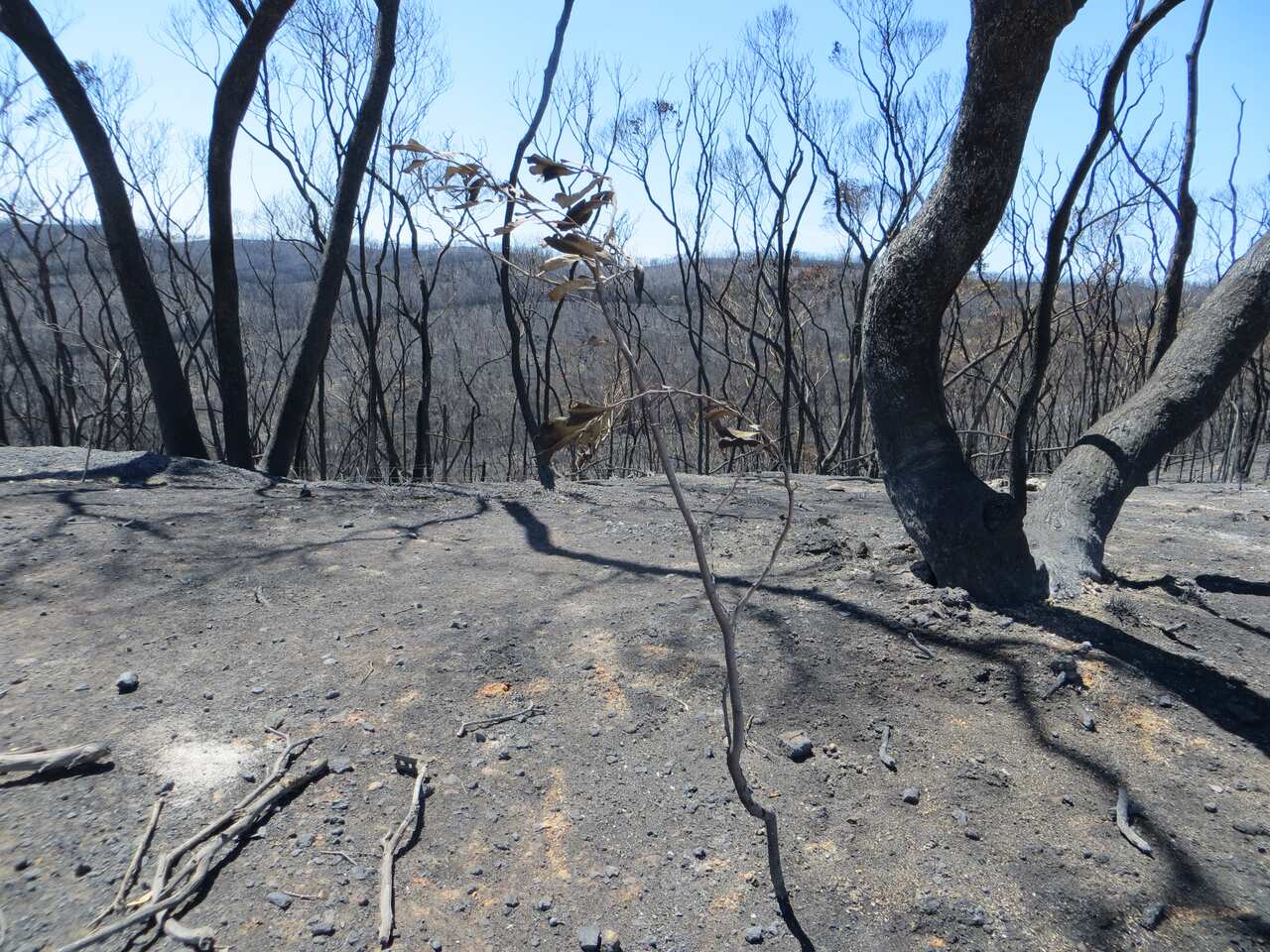 Blackened trees stand sentinel over a charred landscape near Kersbrook. (Karen Ashford)