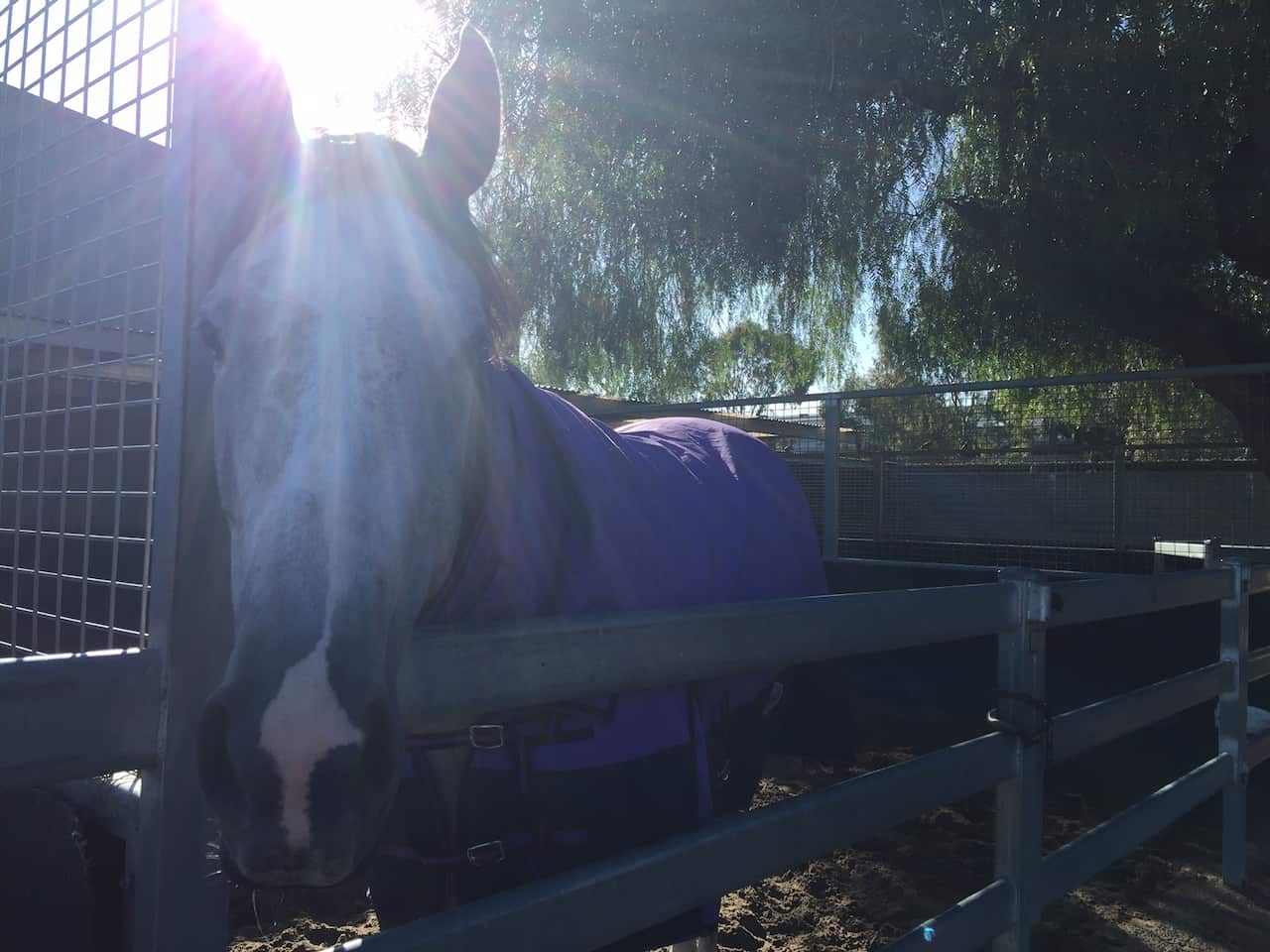 All About Rhythm enjoying the sunshine