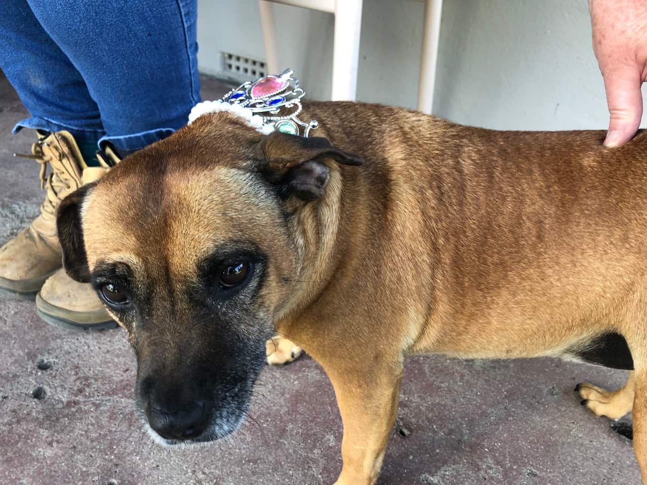 Tilly the town dog in a tiara
