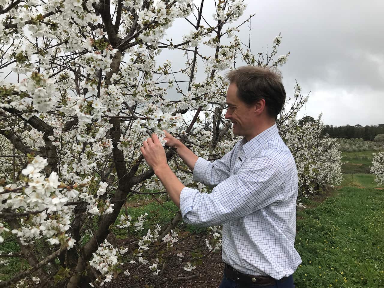 The cherry blossoms are in full bloom and producers across the region are expecting an excellent season.