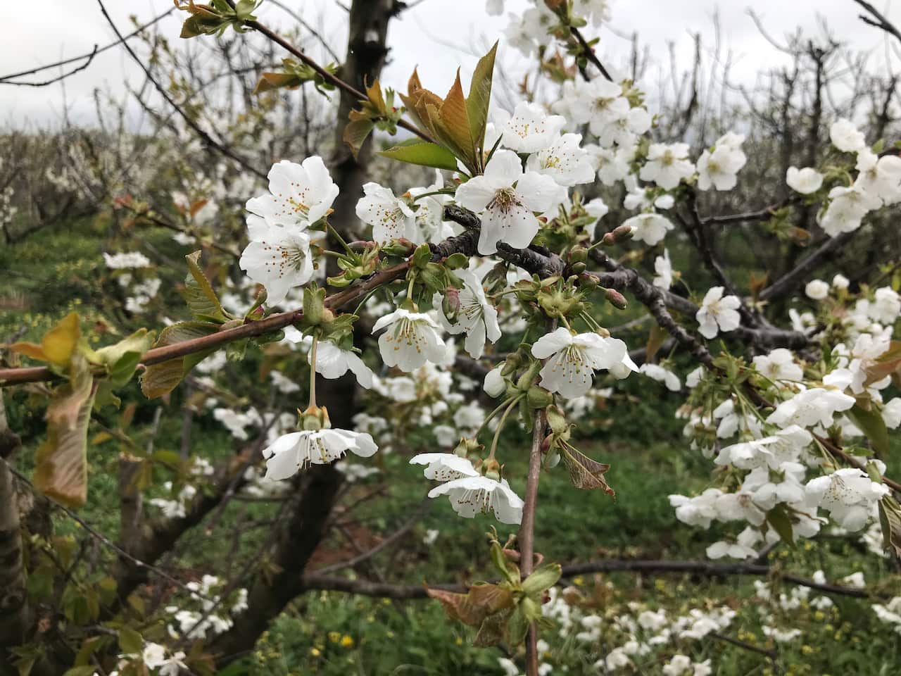 These cherry blossoms are set to drop in the coming weeks, and then the cherries will ripen.