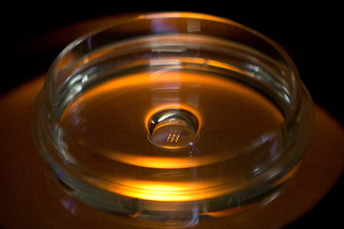 In this Oct. 9, 2018 photo, a microplate containing embryos that have been injected with Cas9 protein and PCSK9 sgRNA is seen in a laboratory in Shenzhen in southern China's Guangdong province (AAP)