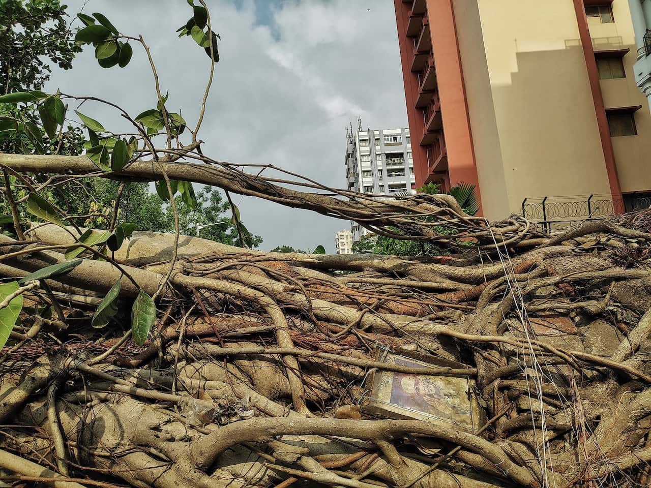 Cyclone Amphan leaves behind a path of destruction in Kolkata.