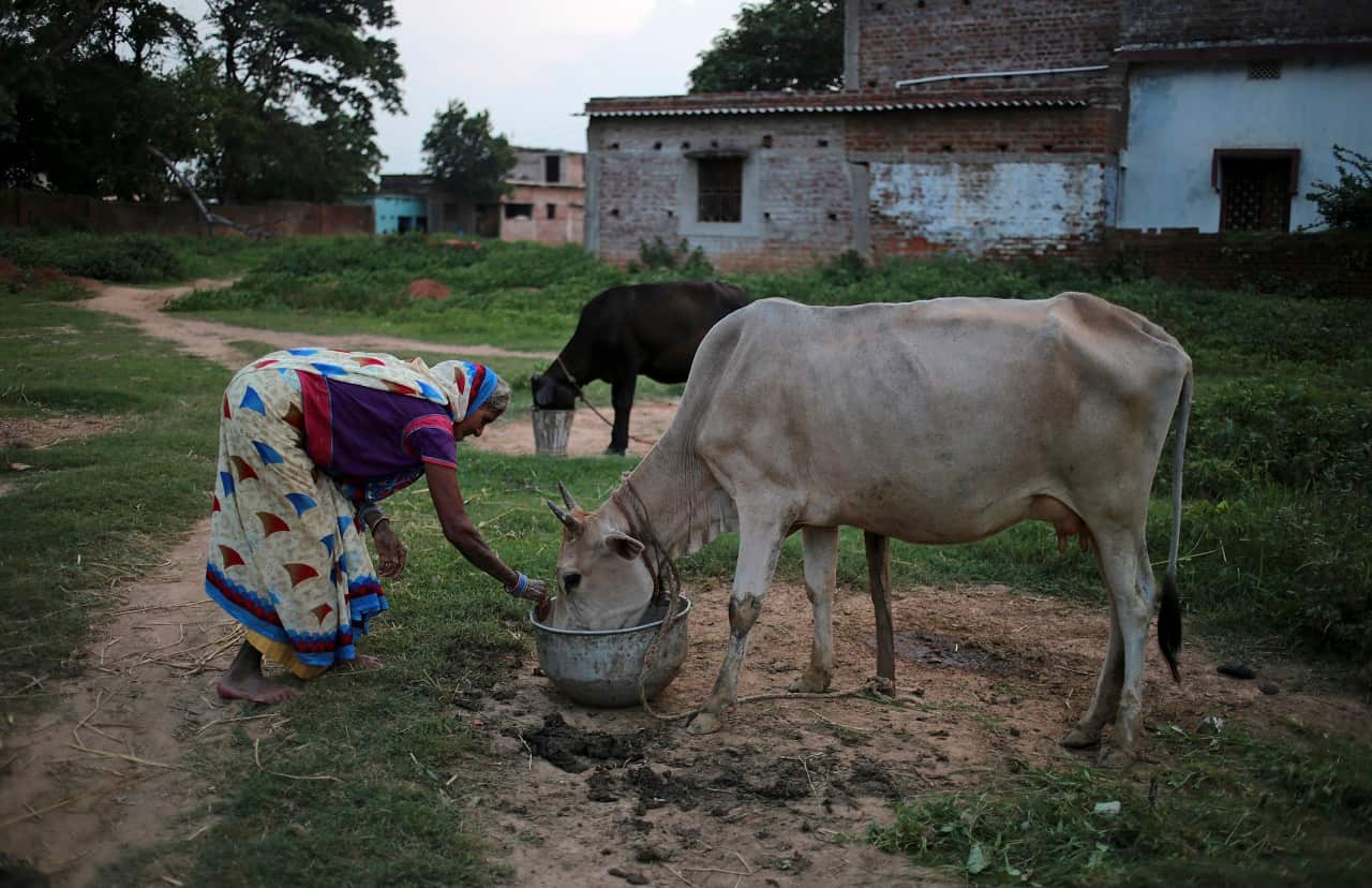 A woman tends to a cow near Hazaribagh, India, a poor and socially conservative part of Hindu politician Jayat Sinhas constituency.
