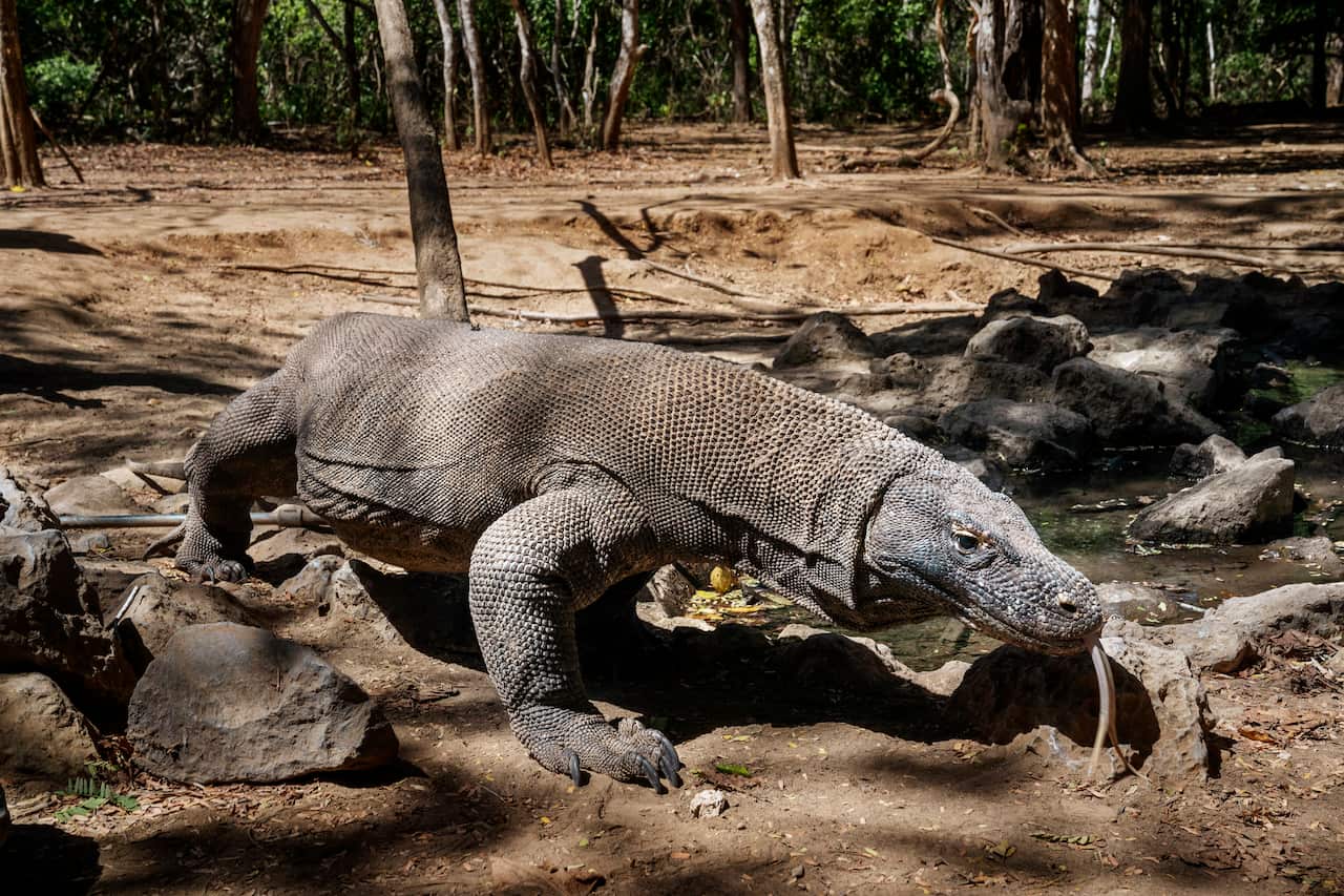 A Komodo dragon on Komodo Island in Komodo National Park, Indonesia, July 16, 2019. (Adam Dean/The New York Times)