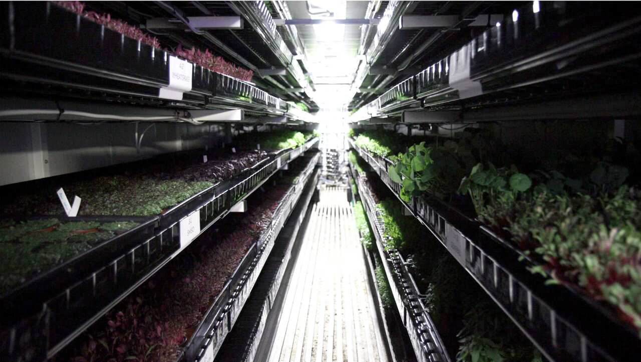 Interior of Sprout Stack's urban farming containers
