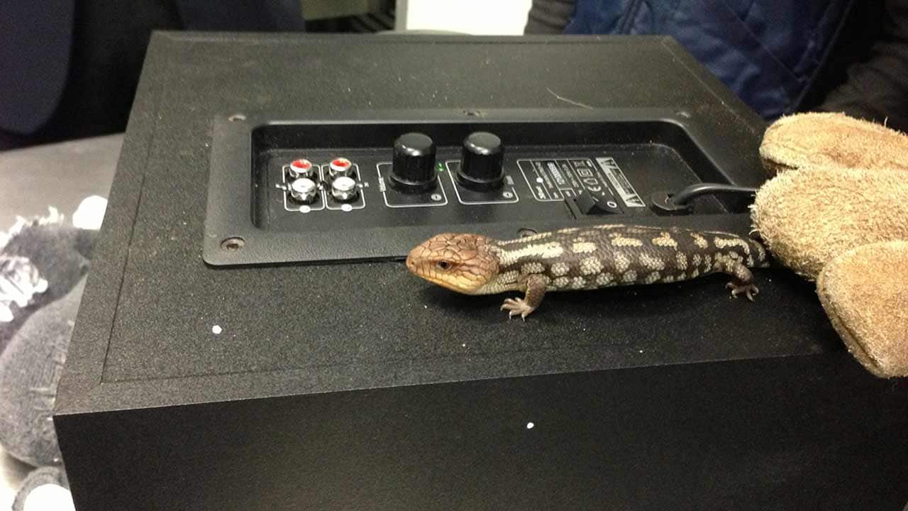 Reptile