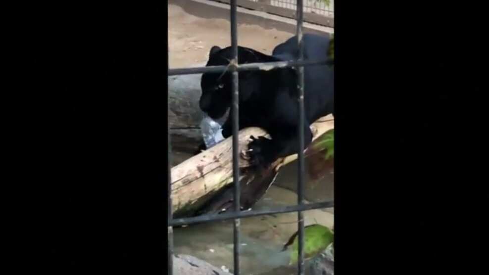 Zoo officials say the female jaguar will not be euthanized because it "was not the animal's fault".