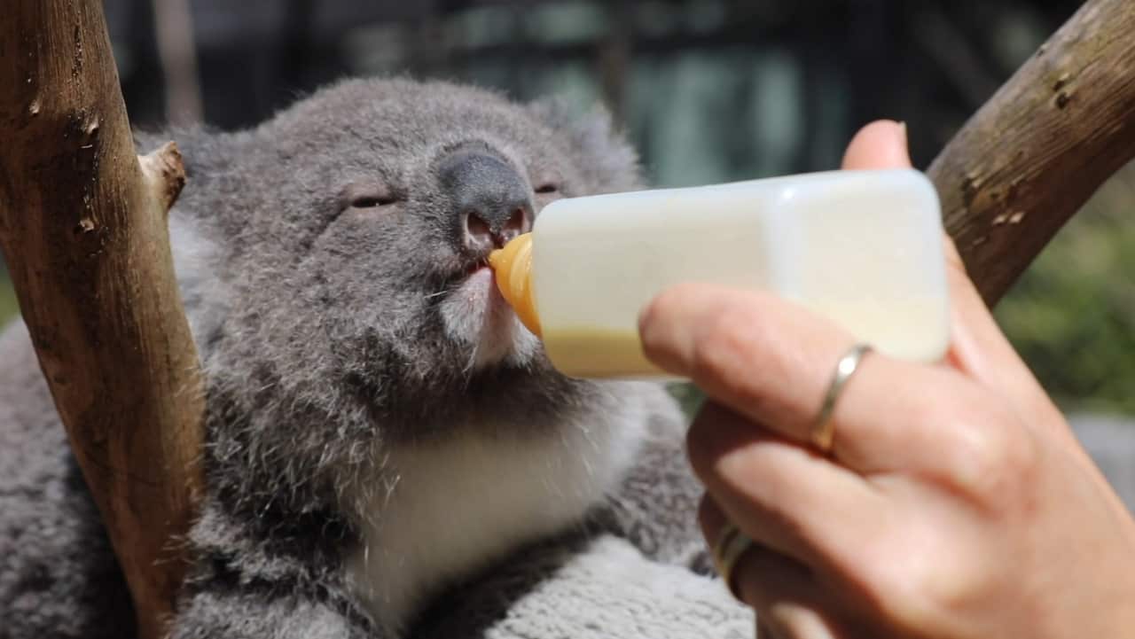 A baby Koala, called a joey, being fed.