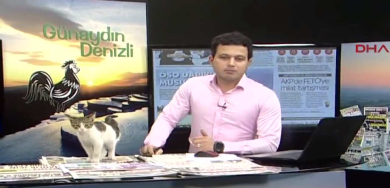 Cat on newsdesk