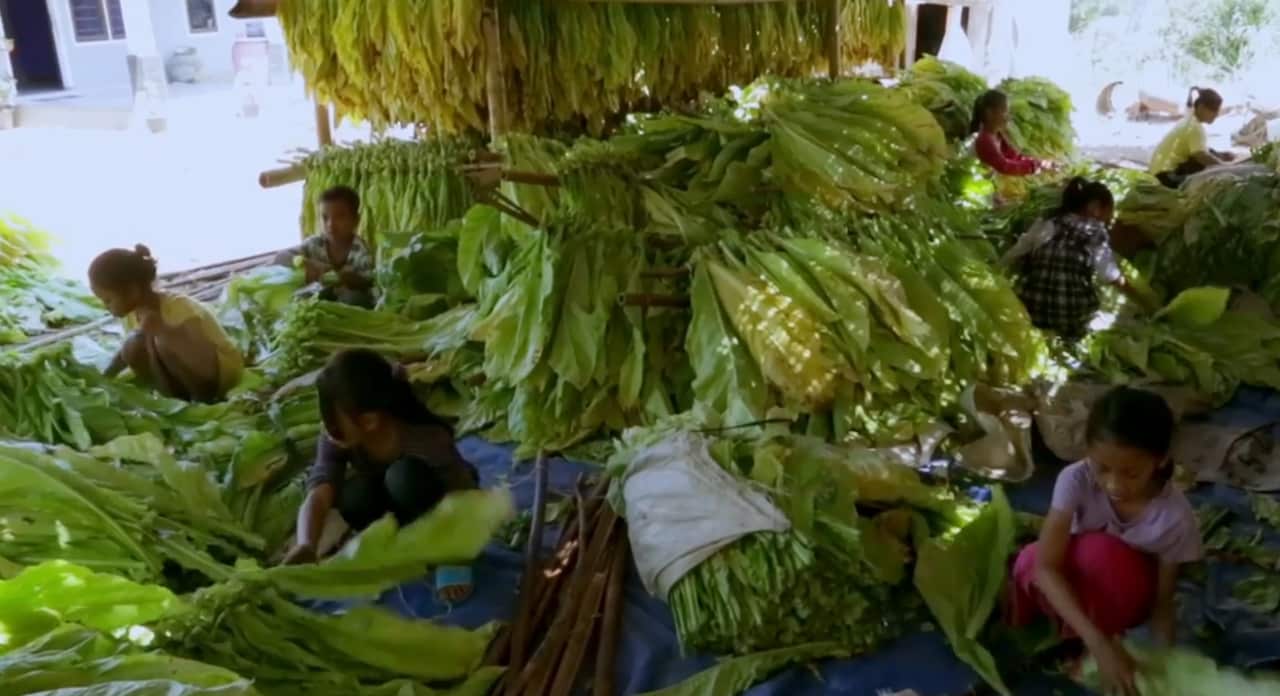 Children working on tobacco farms in Indonesia 